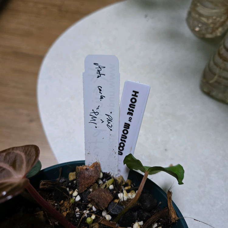 안스리움 칼라블랙키 PM2xPM1--4