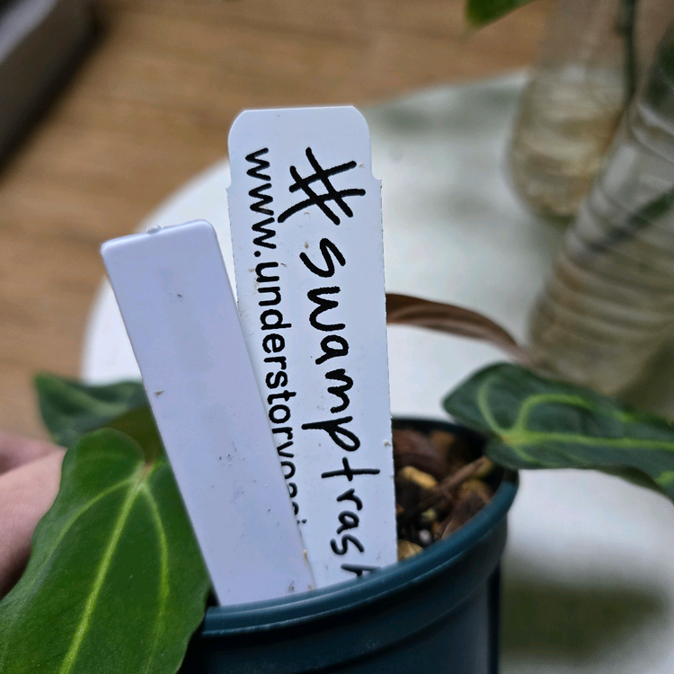 안스리움 칼라블랙키 PM2xPM1--5