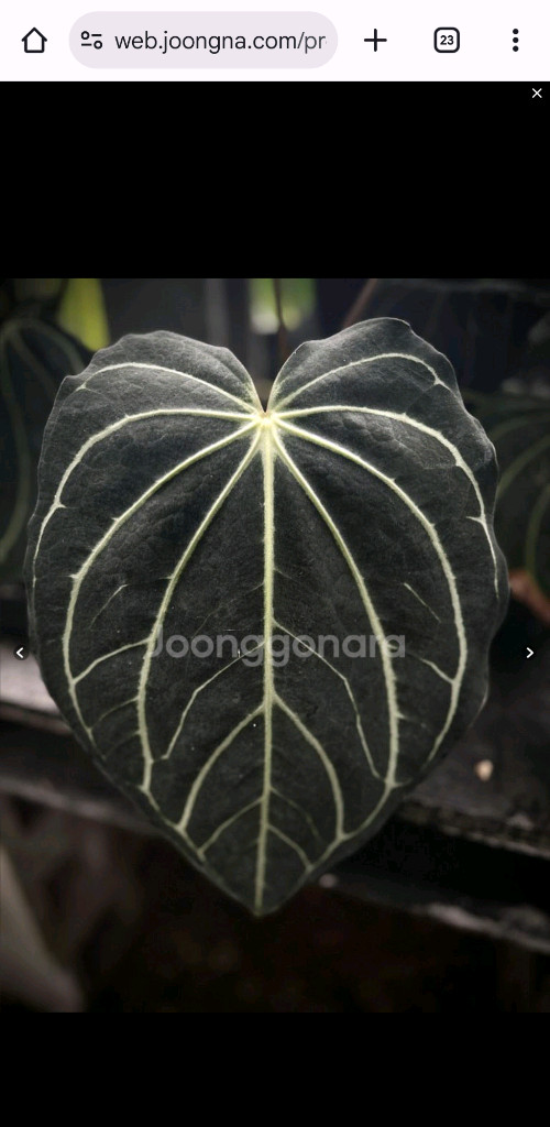 안스리움 칼라블랙키 PM2xPM1--7