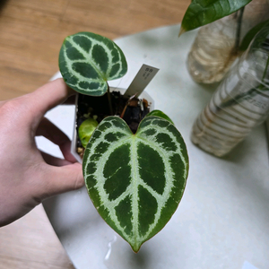 안스리움 헤인즈 self