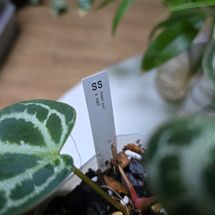 안스리움 헤인즈 self--3