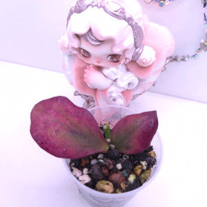 호야 슈도리토랄리스 #no1