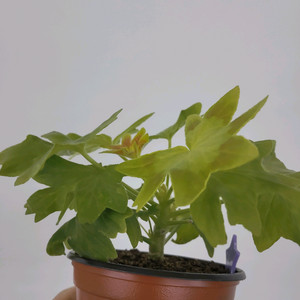 제라늄 아리금나비 스텔라제라늄