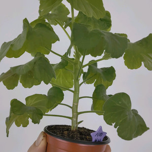 제라늄 시리보니