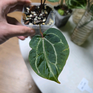 안스리움 레드크리스탈리넘 닥터블락 바리에가타 뮤테이션 투버튼