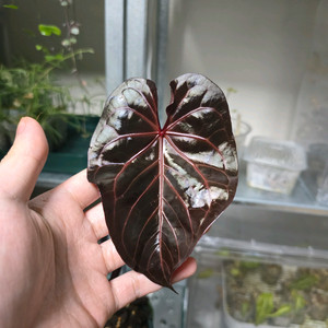 안스리움 자라미쉘x블랙체리 (Ning)