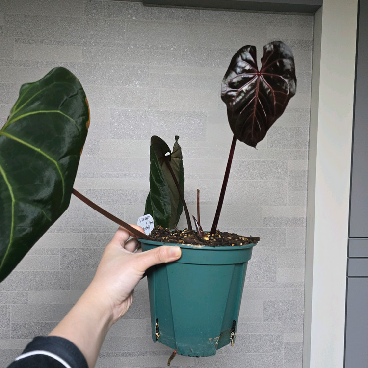 안스리움 자라미쉘x블랙체리 (Ning)--1