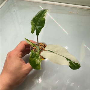 알로카시아 포토도라 바리에가타 무천이