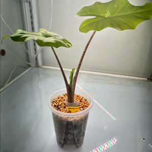 알로카시아 포토도라 바리에가타 중품