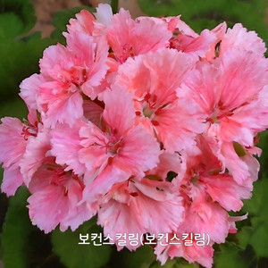 제라늄 보컨스컬링 카네이션형 제라늄