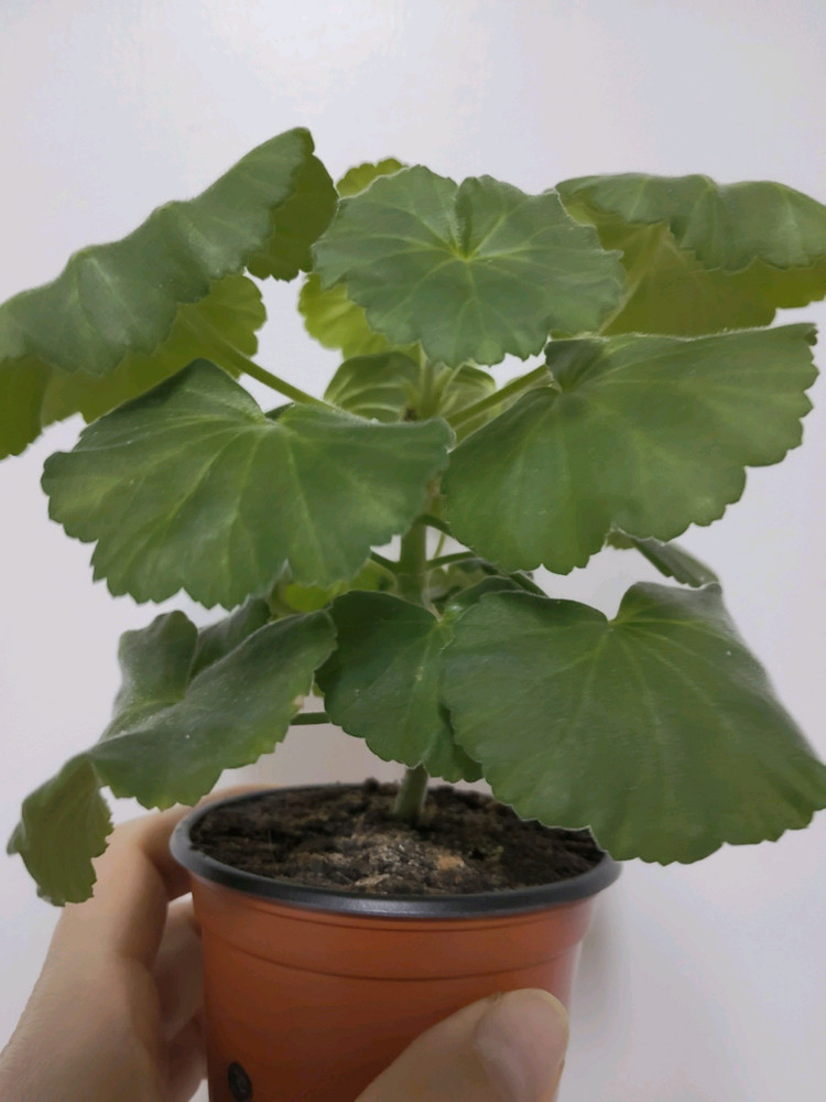 제라늄 보컨스컬링 카네이션형 제라늄--1