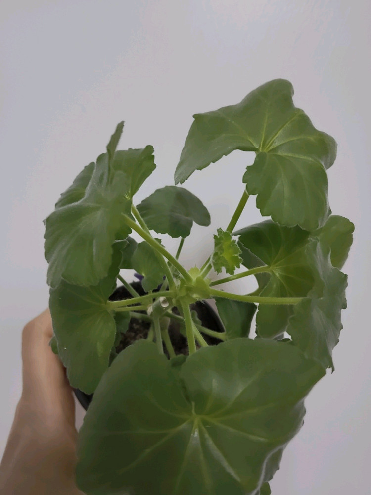 제라늄 보컨스컬링 카네이션형 제라늄--2