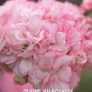 제라늄 클라벨 카네이션형 제라늄