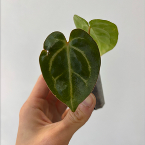 안스리움 skg레모네이드x칼라블랙키