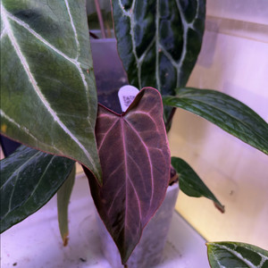 안스리움 레크파필x도리토스