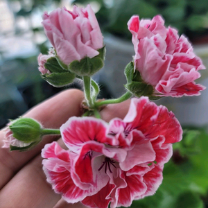 리갈제라늄 3종셋트 분양