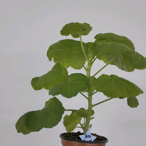 제라늄 조이블라섬