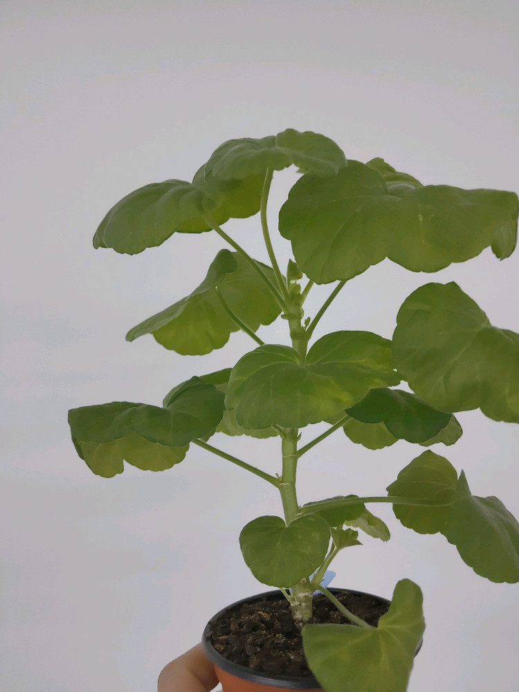 제라늄 조이블라섬--1