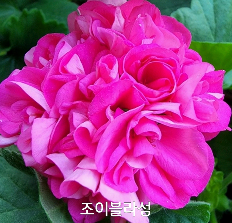 제라늄 조이블라섬--2