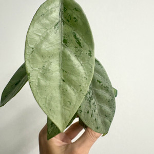 호야 코리아세아 실버