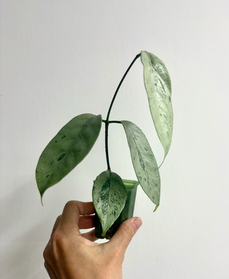 호야 코리아세아 실버--2