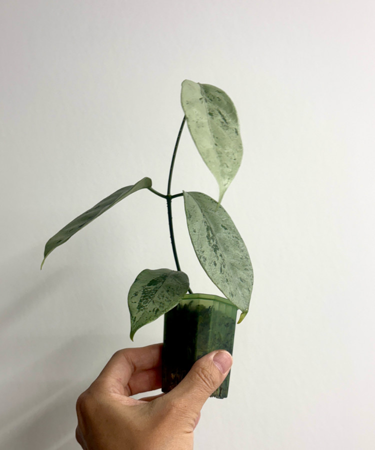 호야 코리아세아 실버--3