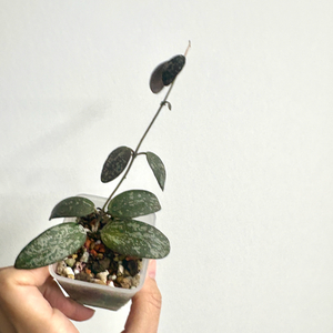 호야 시길라티스 인도네시아 빅맆