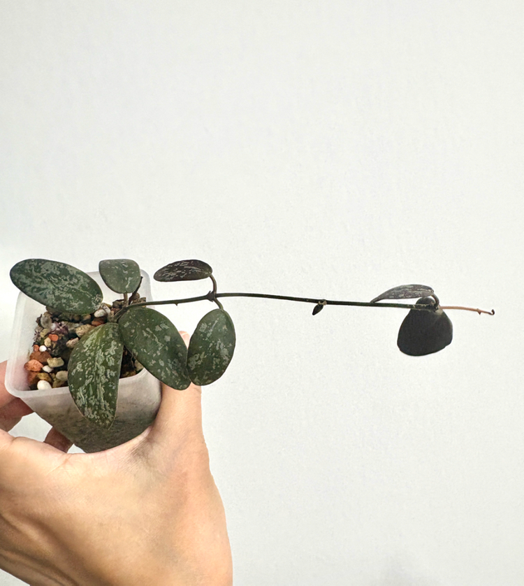 호야 시길라티스 인도네시아 빅맆--1