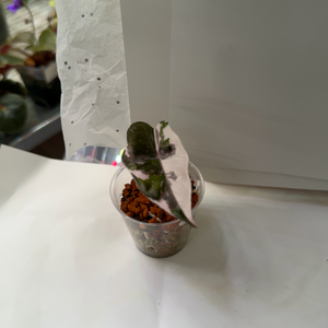 알로카시아 아마조니카 핑크 바리에가타( 거북핑크)