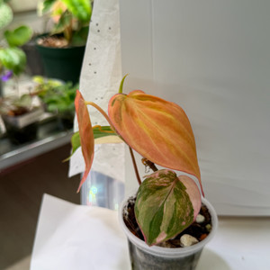 필로덴드론 미칸 핑크 바리에가타 핑크미칸