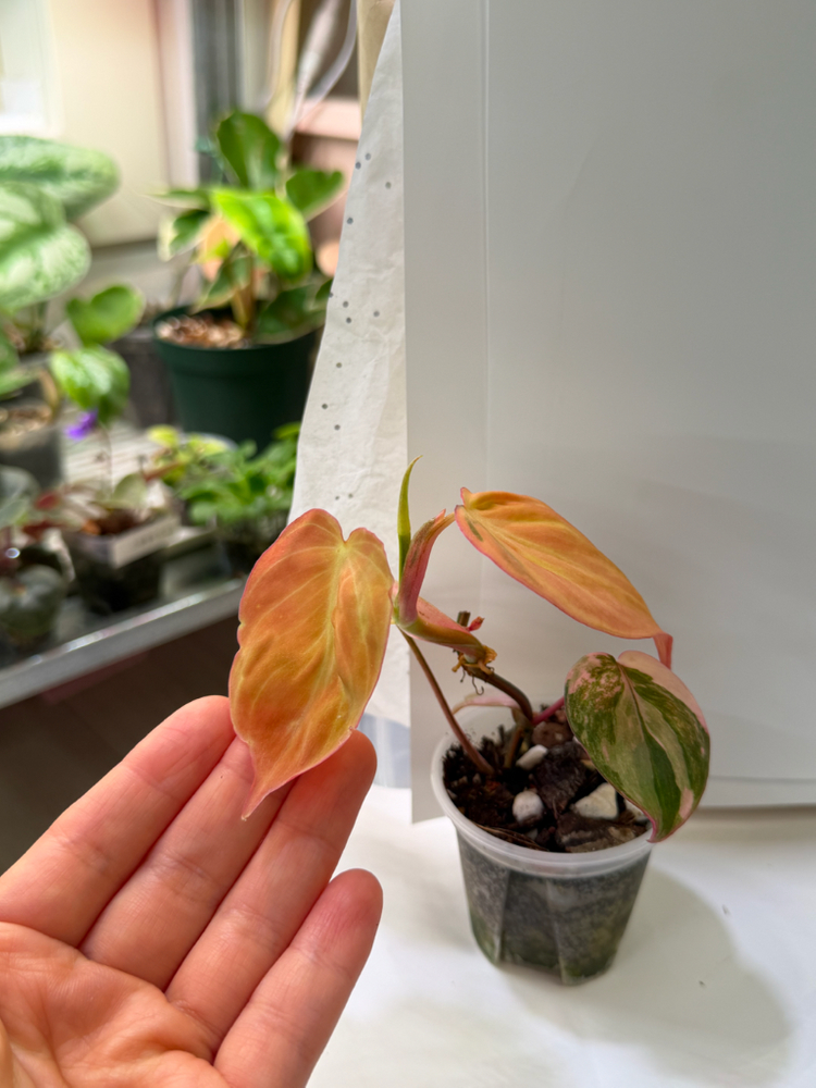 필로덴드론 미칸 핑크 바리에가타 핑크미칸--1