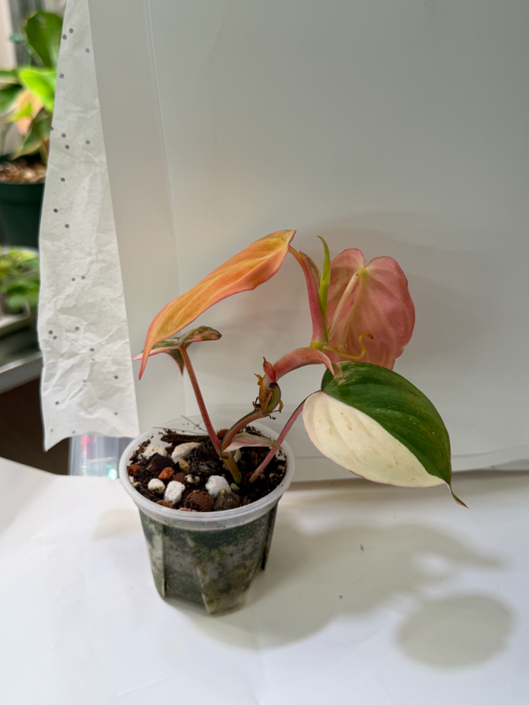 필로덴드론 미칸 핑크 바리에가타 핑크미칸--2