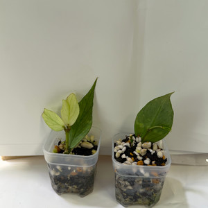 호야 폴리네우라 실버