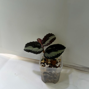 베고니아 펠리오니아 리펜스