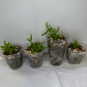 아프리카식물 드로산데뭄 글로보섬