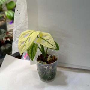 몬스테라 아단소니 스웨디시 고스트