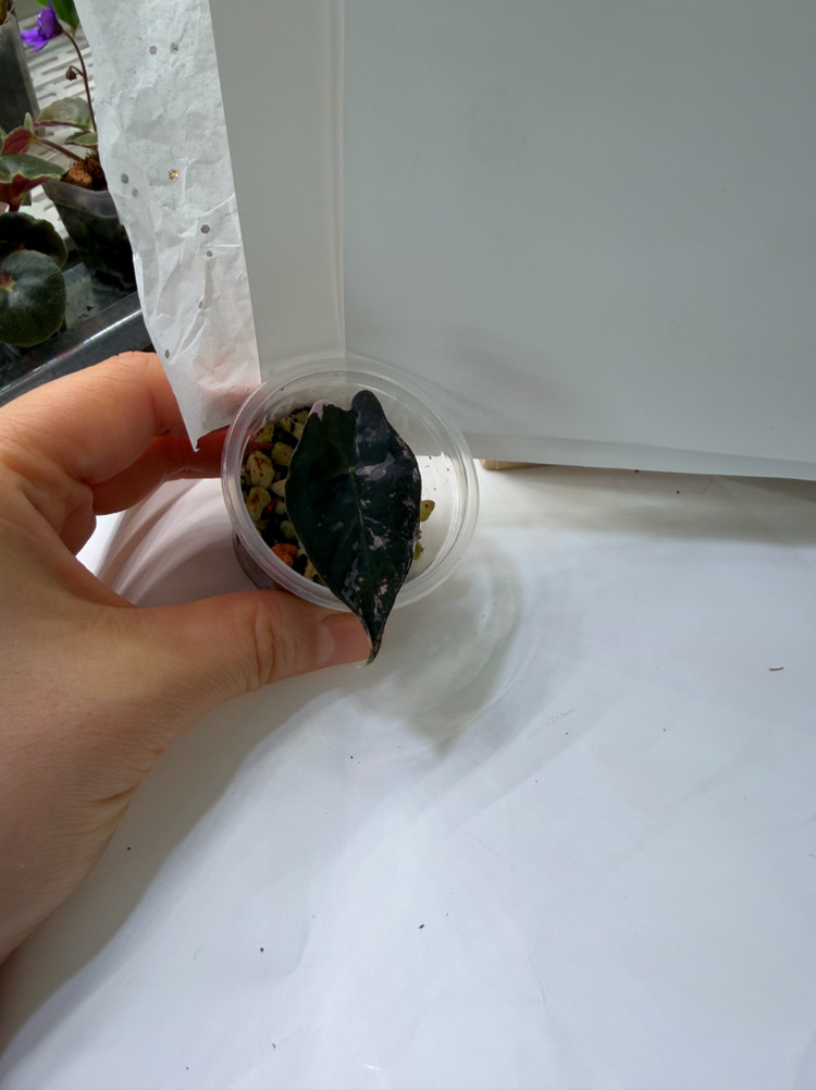 알로카시아 아마조니카 핑크 바리에가타 (거북 핑크)--1