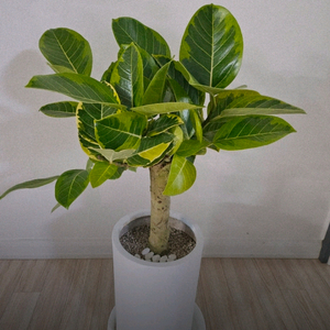 뱅갈고무나무(거의무료나눔)