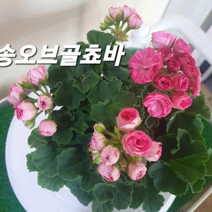 제라늄 ug송오브골초바