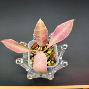 호야 왈리아나 바리에가타