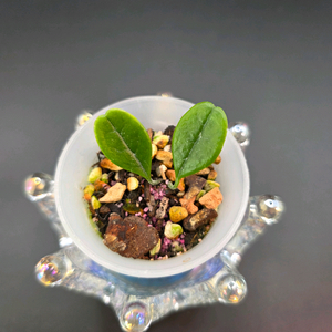 호야 유니폴로라