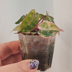 필로덴드론 빌리에티에 바리에가타