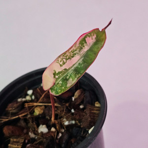 필로덴드론 빌리에티에 바리에가타