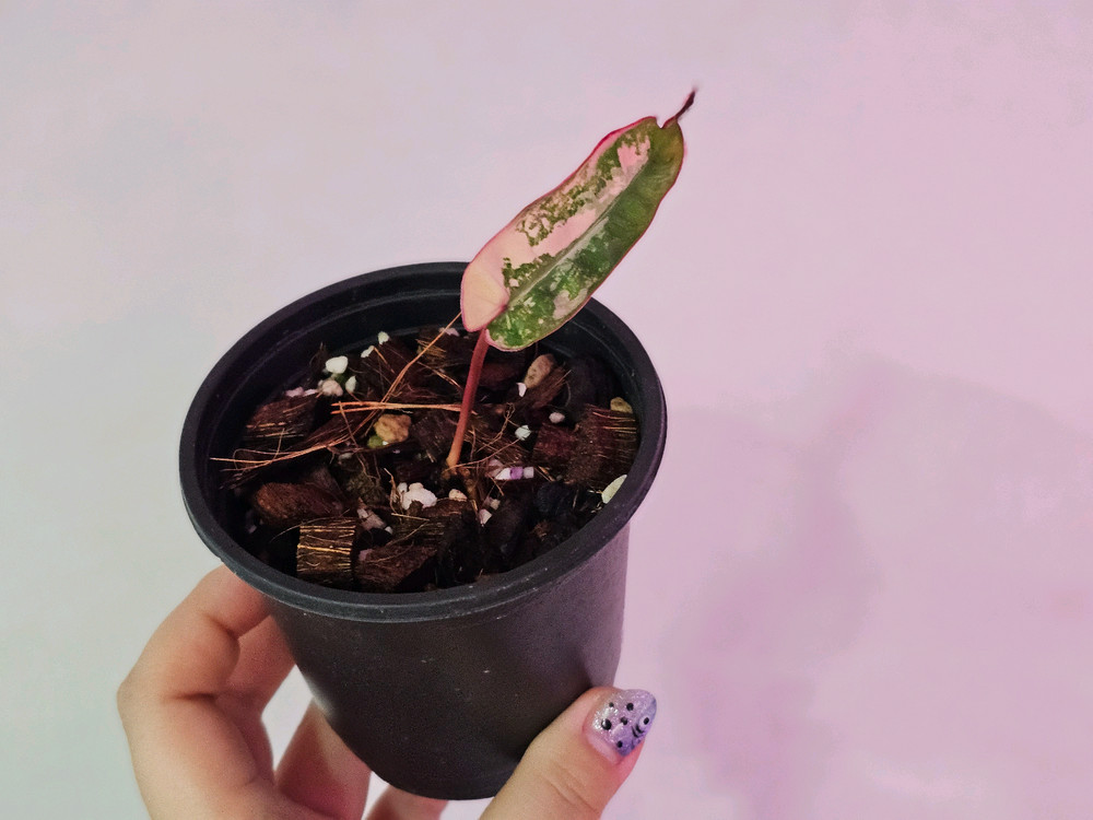 필로덴드론 빌리에티에 바리에가타--1