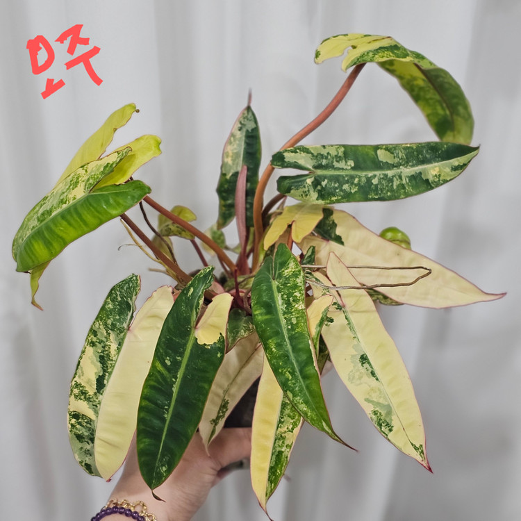 필로덴드론 빌리에티에 바리에가타--2