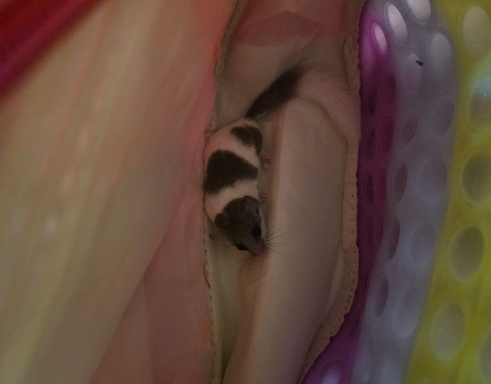 일산) 피그미다람쥐 8개월 + 용품 이미지