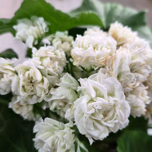 제라늄. 그라찌아푸드라