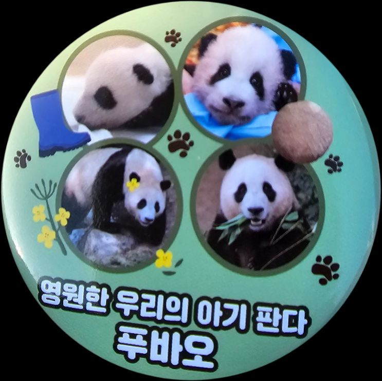 [교환] 에버랜드 굿모닝 루이후이 뱃지 > 굿모닝 푸바오 뱃지--1