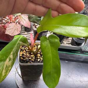 플로리다뷰티바리에가타 이미지