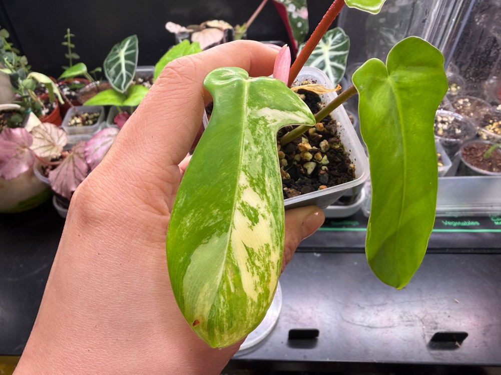 플로리다뷰티바리에가타 이미지